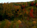 autumn forest scene 21980s 1990s A4 Photo Print 42