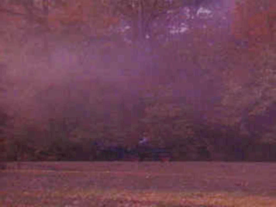 autumn forest scene 21980s 1990s A4 Photo Print