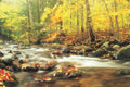 autumn forest stream UK GB British A4 Photo Print