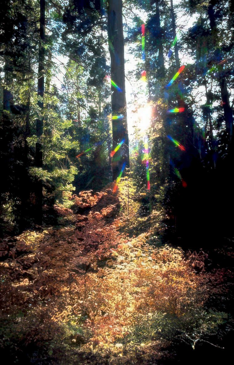 autumn forest sunbeam Vintage A4 Photo Print