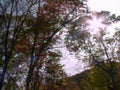 autumn forest sunset1980s 1990s A4 Photo Print
