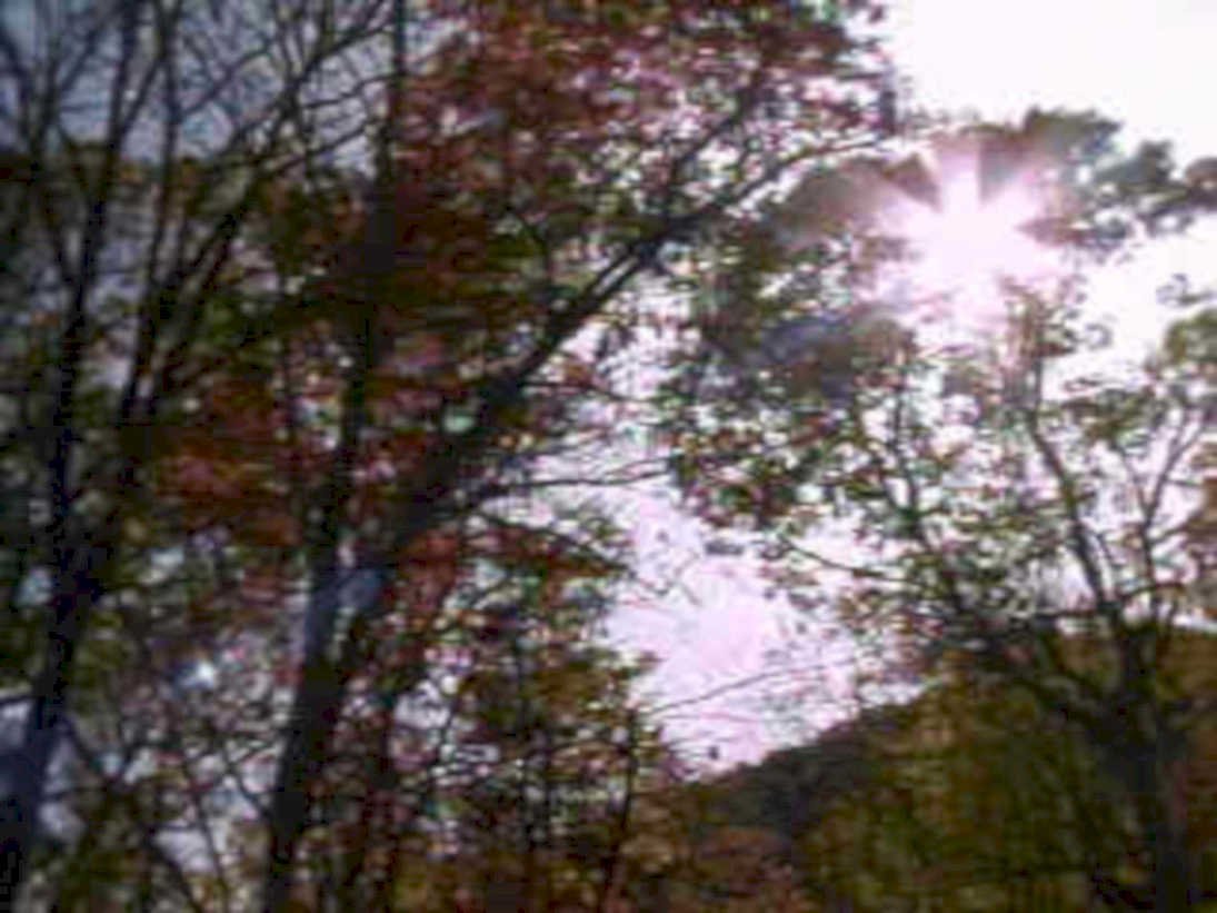 autumn forest sunset1980s 1990s A4 Photo Print
