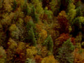 autumn forest trees 11980s 1990s A4 Photo Print