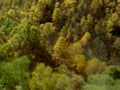 autumn forest trees 21980s 1990s A4 Photo Print