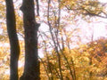 autumn forest trees 31980s 1990s A4 Photo Print