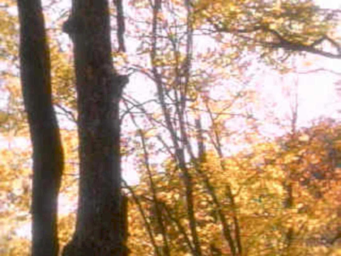 autumn forest trees 31980s 1990s A4 Photo Print