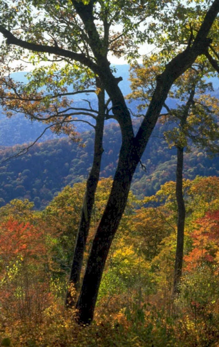 autumn forest view 1980s 1990s A4 Photo Print