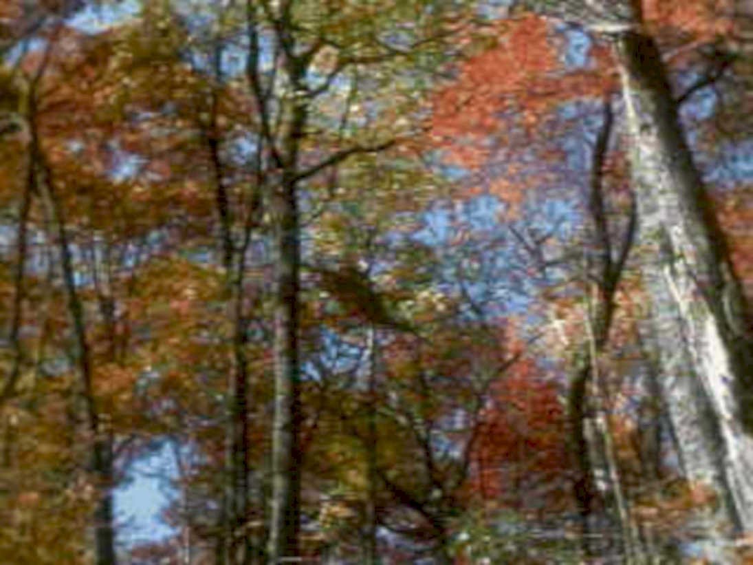autumn forest view1980s 1990s A4 Photo Print