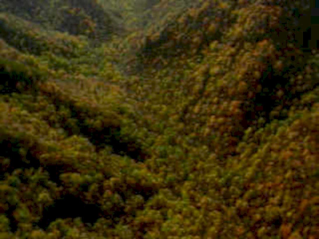 autumn forests golden1980s 1990s A4 Photo Print