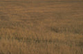 autumn grass field 1980s 1990s A4 Photo Print