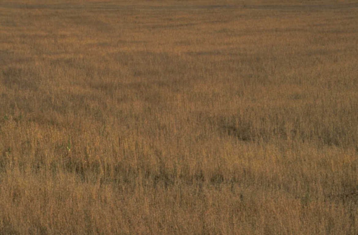autumn grass field 1980s 1990s A4 Photo Print