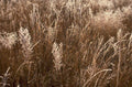 autumn grass seeds 1980s 1990s A4 Photo Print