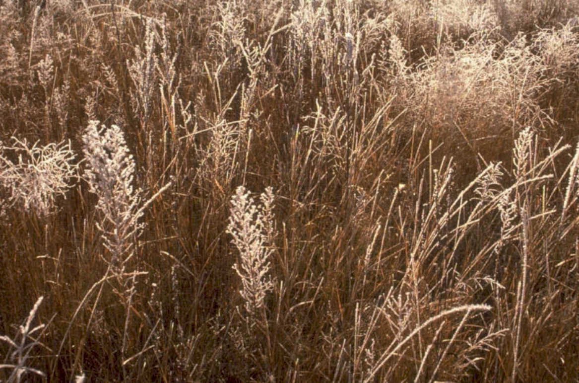 autumn grass seeds 1980s 1990s A4 Photo Print
