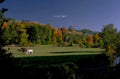 autumn horses maple 1980s 1990s A4 Photo Print