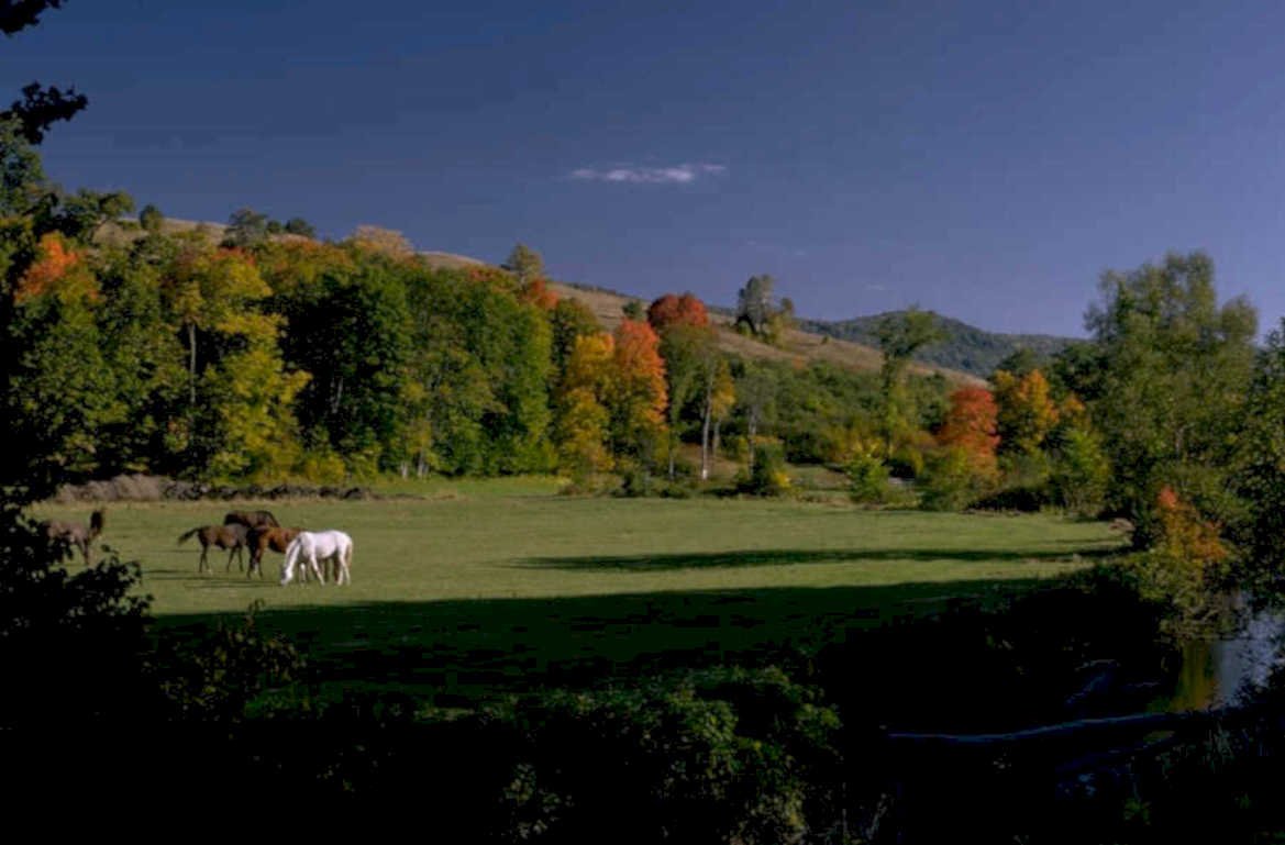 autumn horses maple 1980s 1990s A4 Photo Print