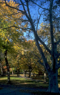 autumn landscape central 1980s 1990s A4 Photo Print