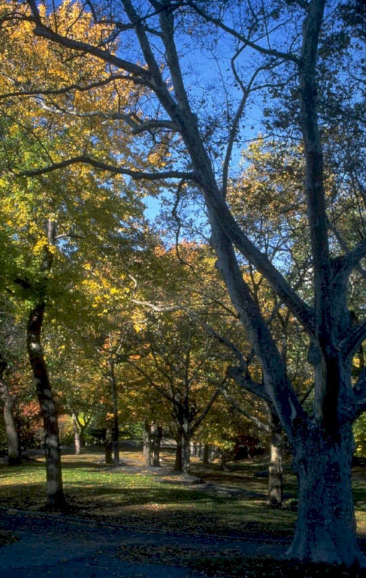 autumn landscape central 1980s 1990s A4 Photo Print