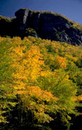 autumn landscape fall 1980s 1990s A4 Photo Print 42