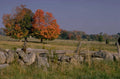 autumn landscape maple 1 1980s 1990s A4 Photo Print