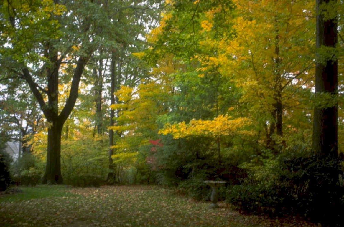 autumn landscape trees 1980s 1990s A4 Photo Print