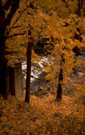 autumn landscape waterfall 1980s 1990s A4 Photo Print