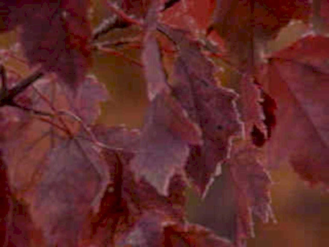 autumn leaves branch1980s 1990s A4 Photo Print