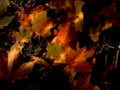autumn leaves colors1980s 1990s A4 Photo Print
