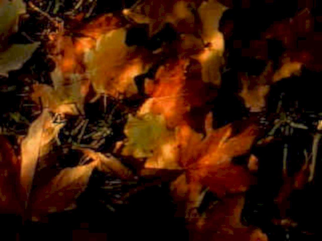 autumn leaves colors1980s 1990s A4 Photo Print