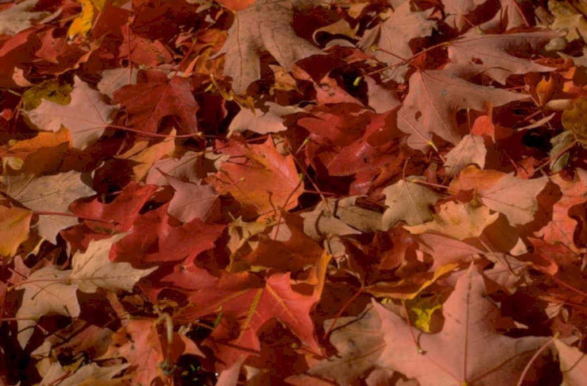 autumn leaves decay 1980s 1990s A4 Photo Print