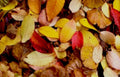 autumn leaves fall 11980s 1990s A4 Photo Print