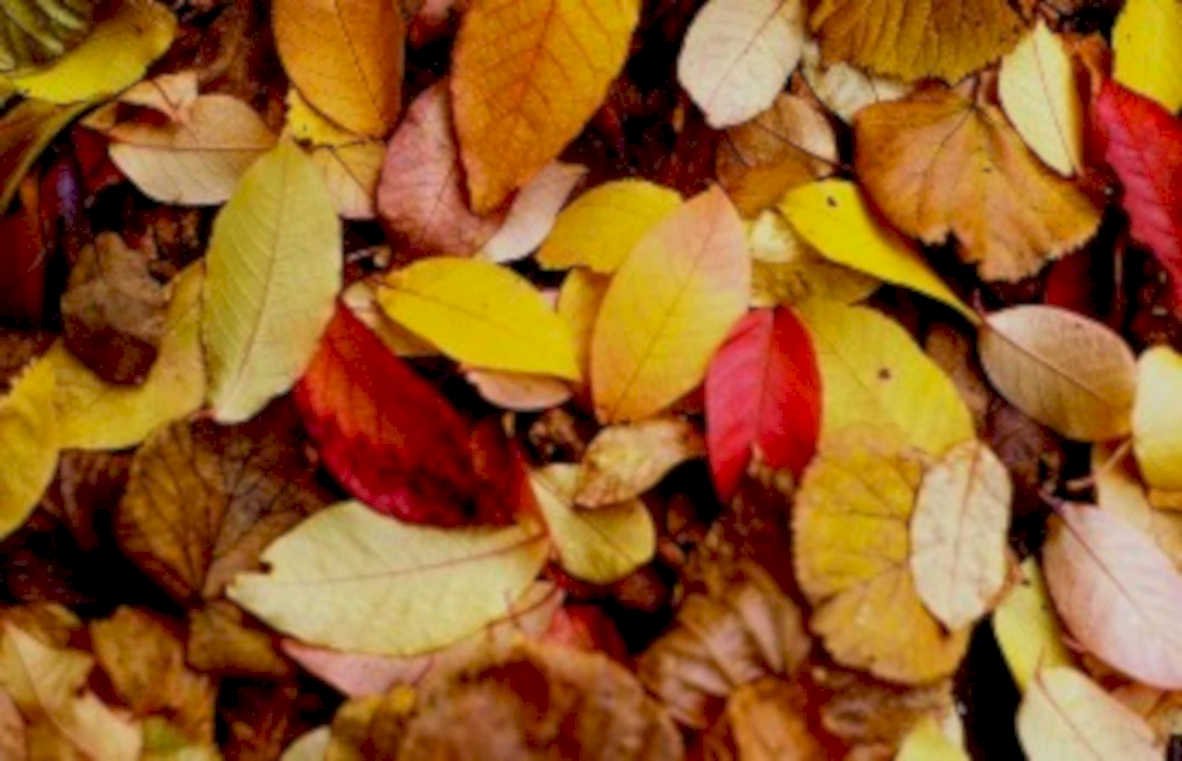 autumn leaves fall 11980s 1990s A4 Photo Print