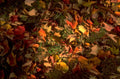 autumn leaves fall 1980s 1990s A4 Photo Print