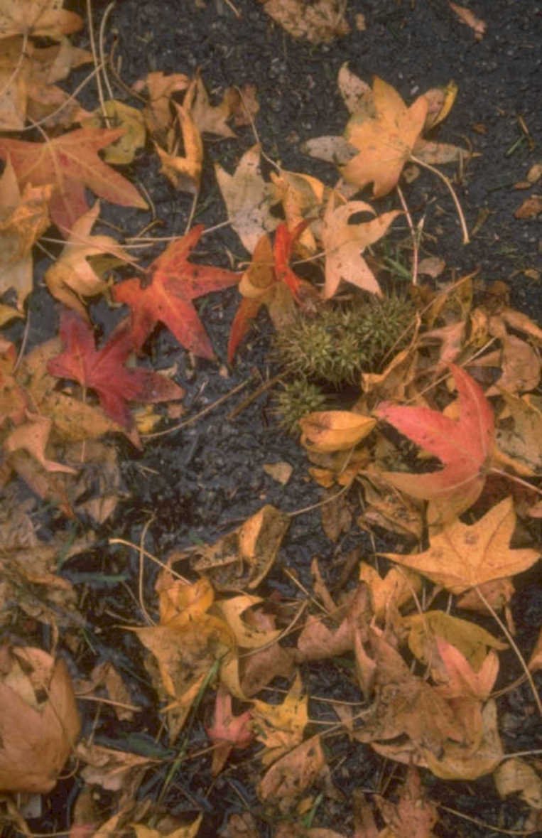 autumn leaves puddle 1980s 1990s A4 Photo Print