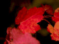 autumn leaves red1980s 1990s A4 Photo Print