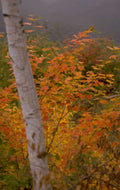 autumn maple birch 1980s 1990s A4 Photo Print