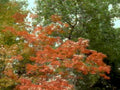 autumn maple canopy1980s 1990s A4 Photo Print 42