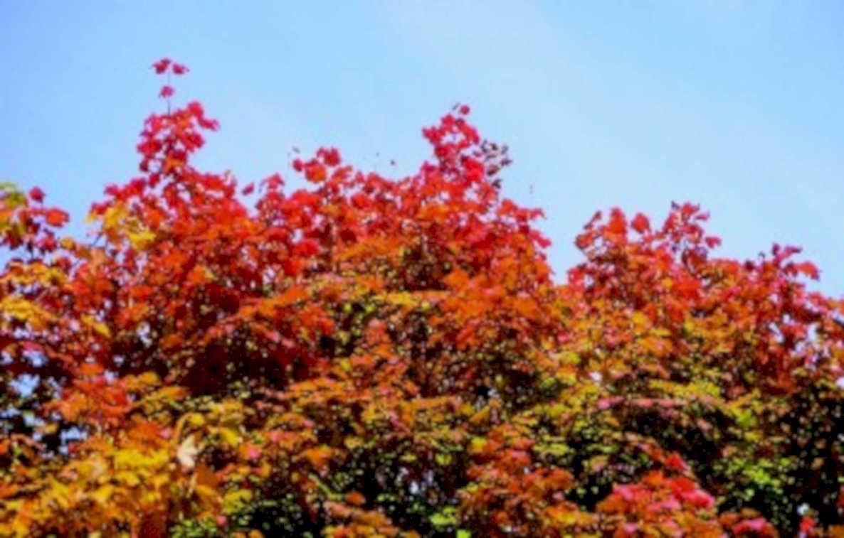 autumn maple canopy1980s 1990s A4 Photo Print