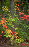 autumn maple forest 1 1980s 1990s A4 Photo Print