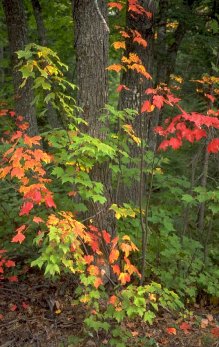 autumn maple forest 1 1980s 1990s A4 Photo Print