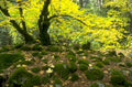 autumn maple forest 1980s 1990s A4 Photo Print