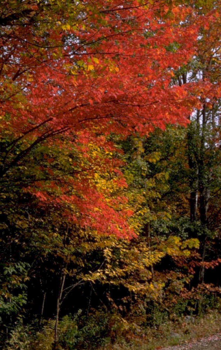 autumn maple forest 2 1980s 1990s A4 Photo Print