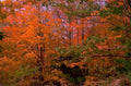 autumn maple forest 3 1980s 1990s A4 Photo Print