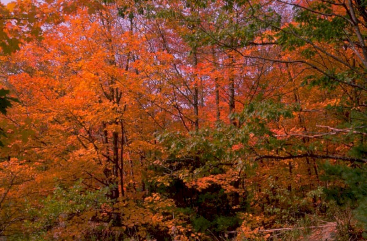 autumn maple forest 3 1980s 1990s A4 Photo Print