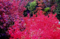 autumn maple forest1980s 1990s A4 Photo Print