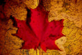 autumn maple leaf 11980s 1990s A4 Photo Print