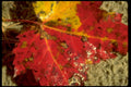 autumn maple leaf 21980s 1990s A4 Photo Print