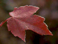 autumn maple leaf1980s 1990s A4 Photo Print