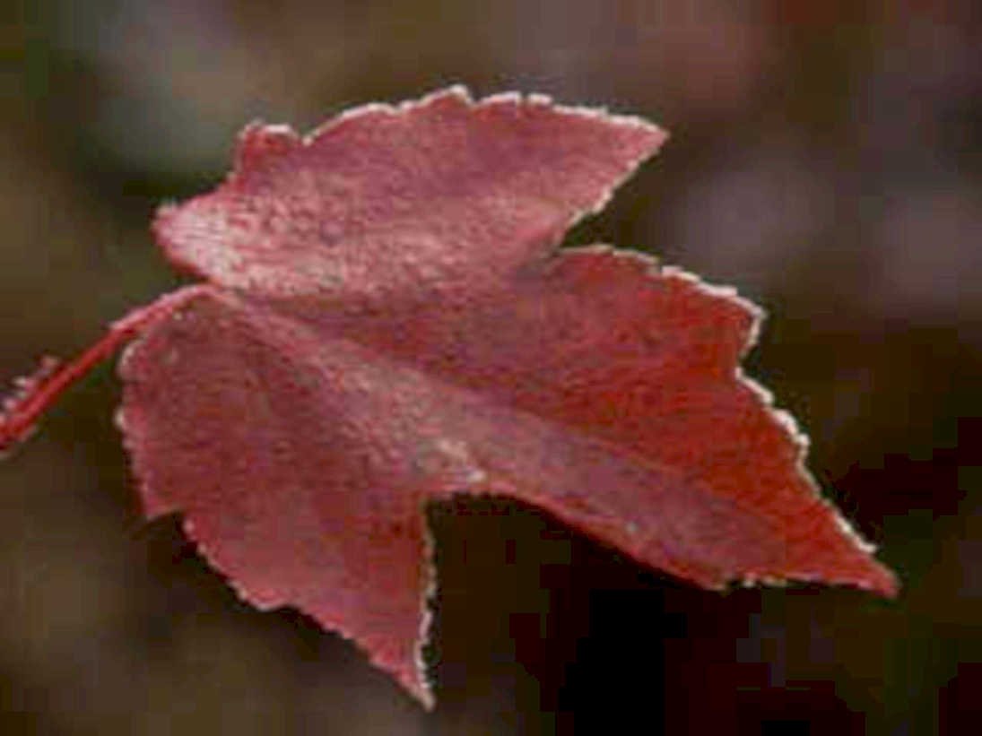 autumn maple leaf1980s 1990s A4 Photo Print