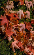 autumn maple leaves 1 1980s 1990s A4 Photo Print