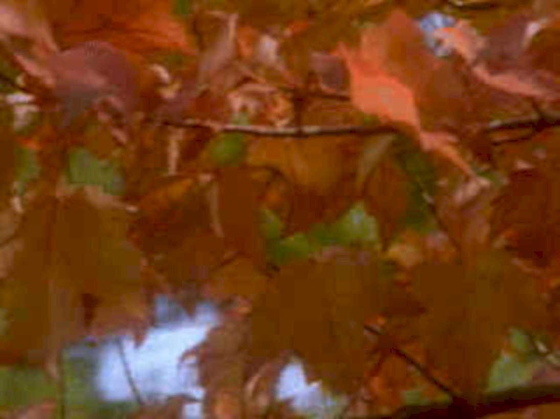 autumn maple leaves 101980s 1990s A4 Photo Print